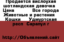 Продается вислоухая шотландская девочка › Цена ­ 8 500 - Все города Животные и растения » Кошки   . Удмуртская респ.,Сарапул г.